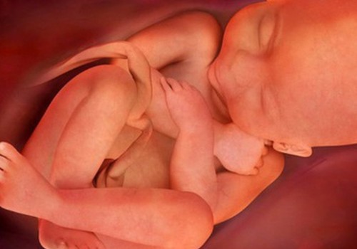 Vaata videot: beebi elu enne sündi